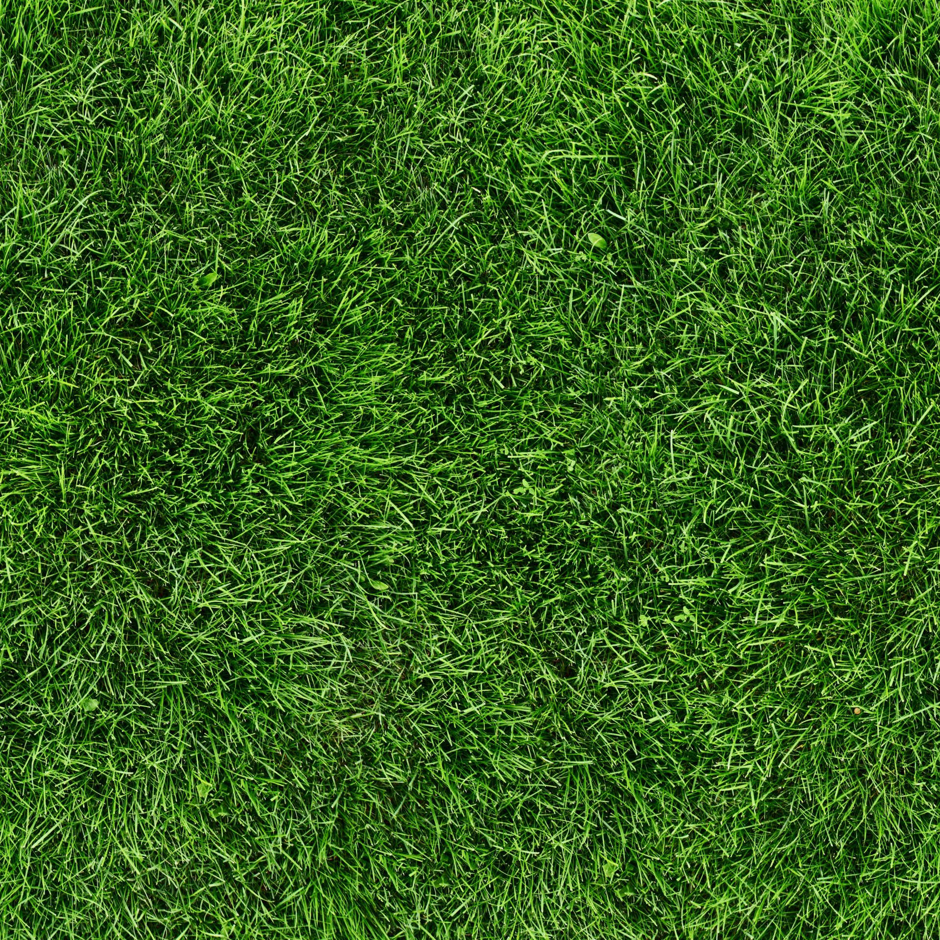 herbe